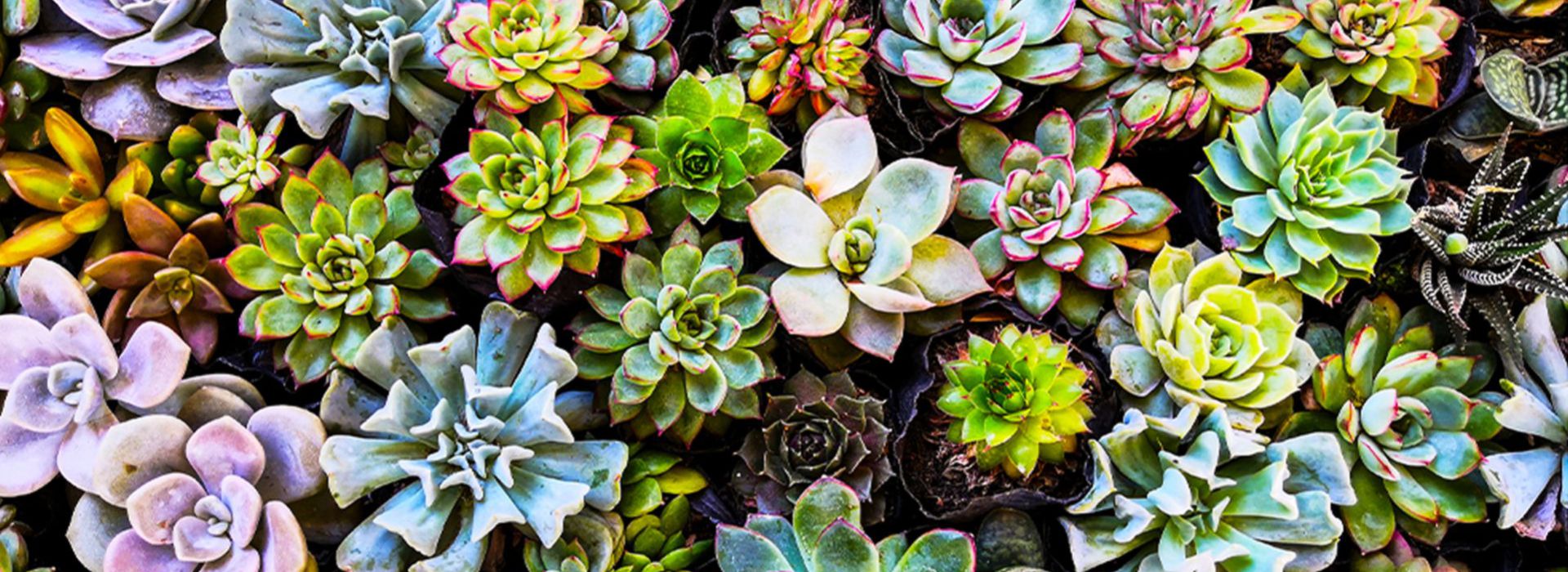 Sedum mix